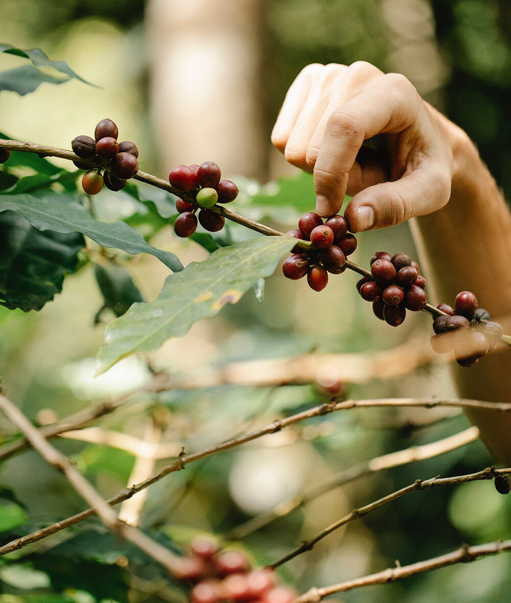 Paso Paso koffiebessen